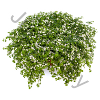 Сутера Бакопа Sutera Cordata White