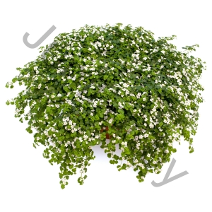 Сутера Бакопа Sutera Cordata White
