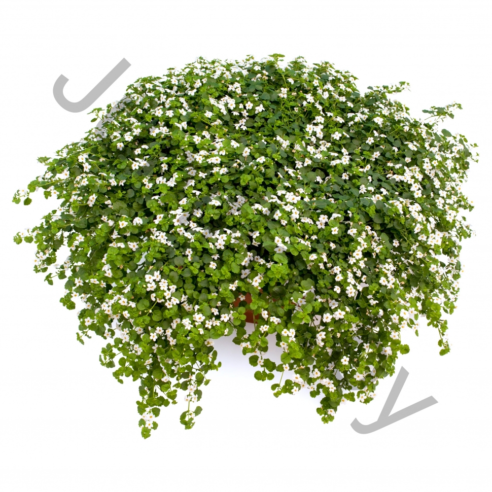 Сутера Бакопа Sutera Cordata White