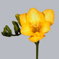 Фрезия  Dukaat