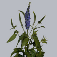 Вероника Veronica Blauw