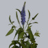Veronica_Blauw.jpg Вероника Veronica Blauw