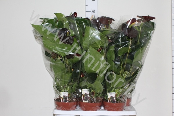 Антуриум Black Queen