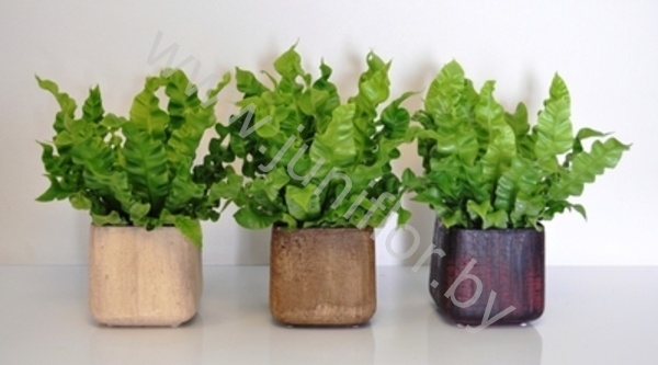 Асплениум Crispy wave+Savanne Piazza Асплениум Crispy wave+Savanne Piazza