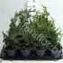 Кипарис Chamaecyparis Wisselii Кипарис Chamaecyparis Wisselii