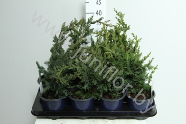 Кипарис Chamaecyparis Wisselii
