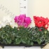 Цикламен Cyclamen F1 Mix Цикламен Cyclamen F1 Mix