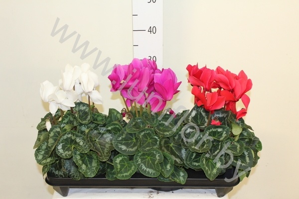 Цикламен Cyclamen F1 Mix