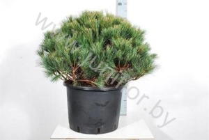 Ель Pinus Radiata