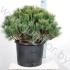 Ель Pinus Radiata Ель Pinus Radiata