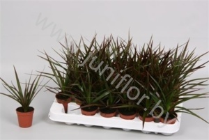 Драцена Dracaena Magenta Kopstek