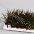 Драцена Dracaena Magenta Kopstek Драцена Dracaena Magenta Kopstek