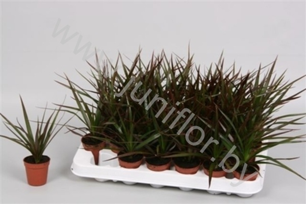 Драцена Dracaena Magenta Kopstek