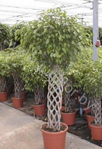 Фикус Ficus Exotica Matteklopper