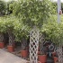 Фикус Ficus Exotica Matteklopper Фикус Ficus Exotica Matteklopper