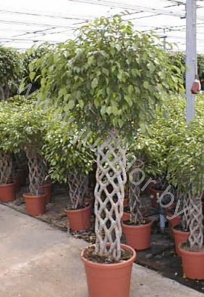 Фикус Ficus Exotica Matteklopper