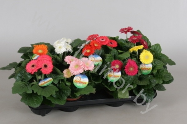 Гербера Gerbera Sundayz Mix