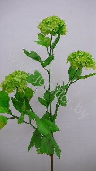 Вибурнум Viburnum Snowball