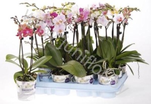 Фаленопсис Phal Kolibri Mix 2 tak