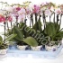 Фаленопсис Phal Kolibri Mix 2 tak Фаленопсис Phal Kolibri Mix 2 tak