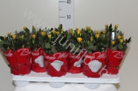 Роза Beaumonde Geel