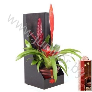 Вризея Coupe Classique Bronze+Hanger+Showdoos