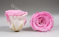 Стабилизированная роза Rose pr BIC-08