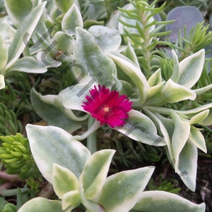Доротеантус Dorotheanthus Bellidiformis Mezoo Trailing Red
