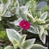 Доротеантус Dorotheanthus Bellidiformis Mezoo Trailing Red Доротеантус Dorotheanthus Bellidiformis Mezoo Trailing Red