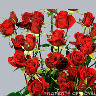 Роза Mirabel