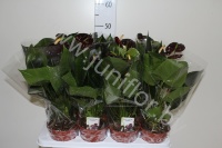 Антуриум Black Queen