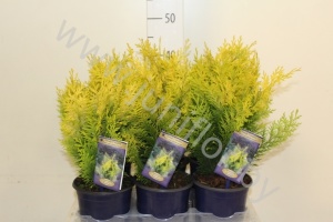 Кипарис Chamaecyparis Stardust