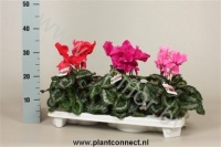 Цикламен Cyclamen Gefranjerd (#30-32)