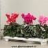 Цикламен Cyclamen Gefranjerd (#30-32) Цикламен Cyclamen Gefranjerd (#30-32)