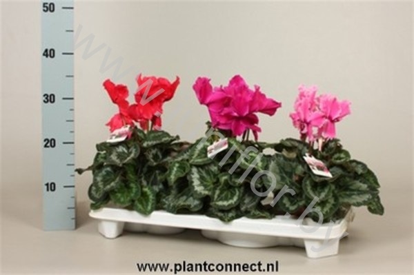 Цикламен Cyclamen Gefranjerd (#30-32)