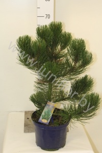 Ель Pinus Satellit