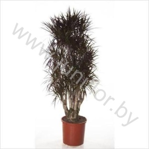 Драцена Dracaena Magenta Vertakt