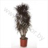 Драцена Dracaena Magenta Vertakt Драцена Dracaena Magenta Vertakt