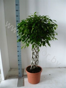 Фикус Ficus Exotica Matteklopper