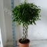 Фикус Ficus Exotica Matteklopper Фикус Ficus Exotica Matteklopper