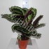 Калатея Calathea Shinestar Калатея Calathea Shinestar