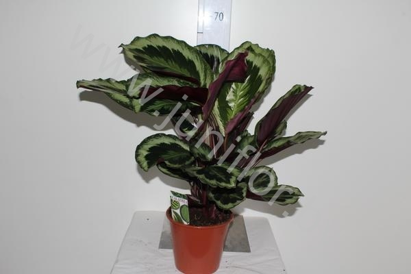Калатея Calathea Shinestar