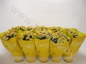 Каланхоэ Kalanchoe Tisento Geel In Seasonhoe