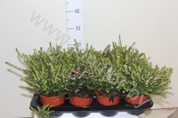 Эрика Erica Darleyensis Gemengd
