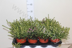 Эрика Erica Darleyensis Gemengd