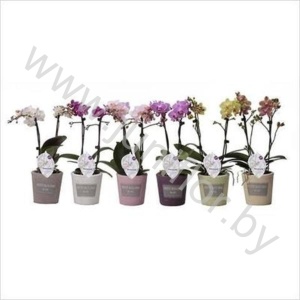 Фаленопсис Phal Kolibri Mix 2 tak Colored Conc