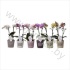 Фаленопсис Phal Kolibri Mix 2 tak Colored Conc