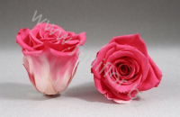 Стабилизированная роза Rose pr BIC-10
