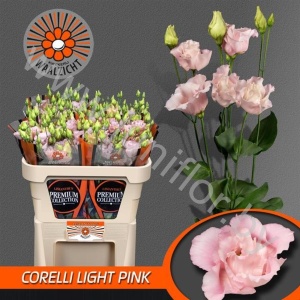 Эустома Lisi du Corel L Pink