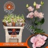 Эустома Lisi du Corel L Pink Эустома Lisi du Corel L Pink